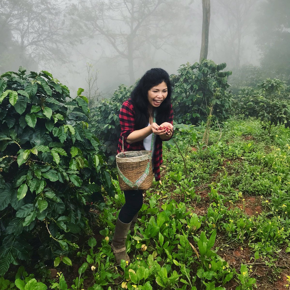 mimsimplythai's tweet photo. I love my job! Visiting the coffee farm is so enjoyable. 😍😘❤️☕️💃 #fieldtrip #coffeefarmer #phahee #chiangrai #thailand #thaicoffee #specialtycoffee #coffeelover #coffeegeek #coffeelife #thirdwavecoffee #directtrade #shadegrown #coffeeadventures #coffeeholic https://t.co/MOEL0jWxhj