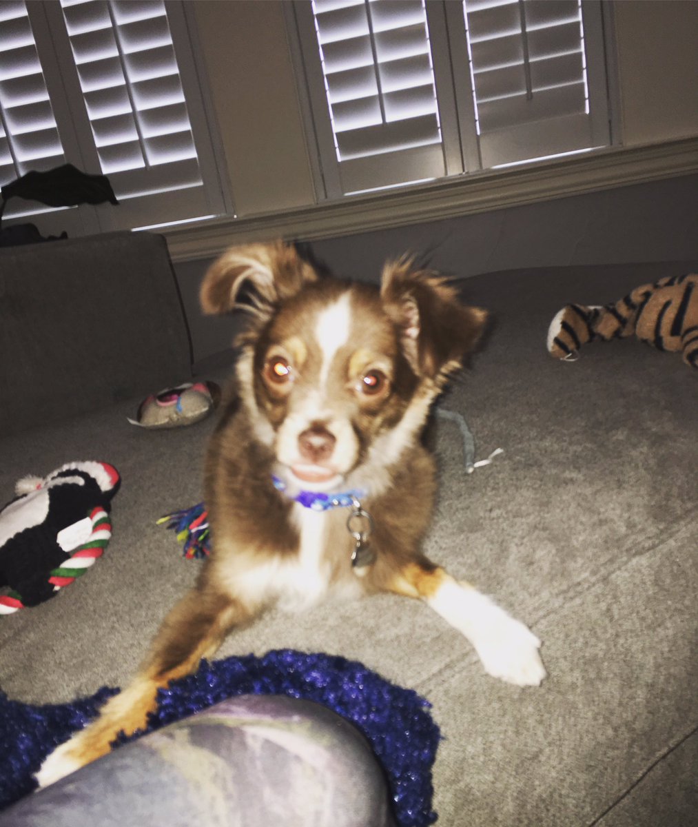 DogWalkerDallas's tweet photo. Showing us all his new toys! #miniaussie #dallasdogwalker #dogwalkerdallas #dallasdogsofinstagram #dogsofdfw #universitypark #dallas #dogsofinsta https://t.co/DDqPmCgZgr