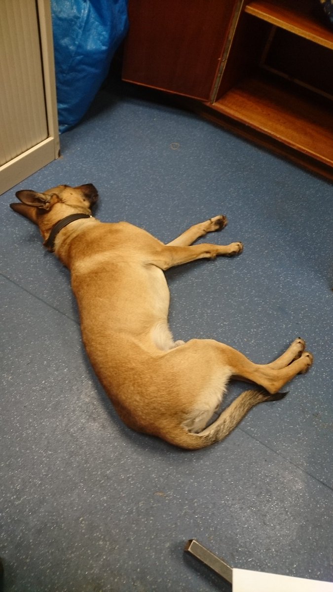 PSOSDogs's tweet photo. TPD Max has had enough of my training 😂. He's such a lovely lad. Got high hopes for him to go on a become a full Police Dog😍🐕🚓#TPDMax #toocoldtotrain #happydog https://t.co/jzw7NYVcZi