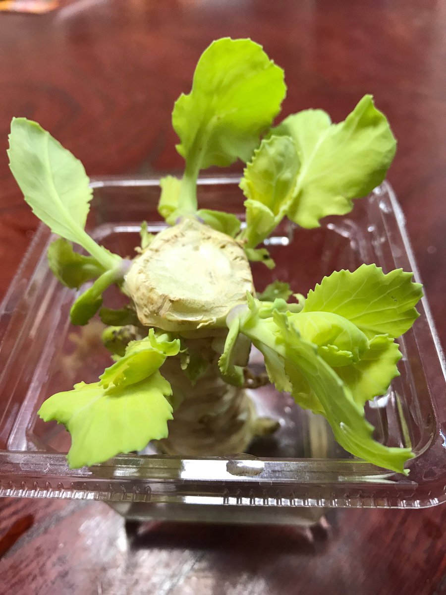 キャベツの花や芽に毒 体に影響はあるの 野菜大図鑑