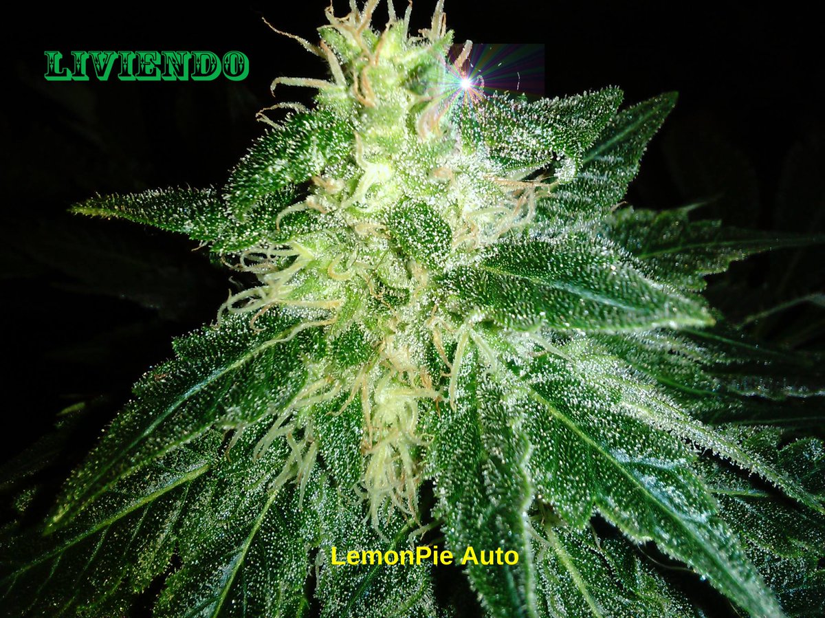 SpanishBreeder's tweet photo. Of Greenbud Seeds⛄️⛄️💯💯👌👌🇪🇸🇪🇸👍 #greenbudseeds
#seeds #weedpics
#cannabisseeds #growshop #cannabisculture #weednation #weedstagram #weedseeds #instaweed #bud #legalizeit #snowripper #spanishweed #weedspain #feminizedseeds #chileweed #ukweed #autoconsumo #autocultivo https://t.co/GDdSTRJMKo