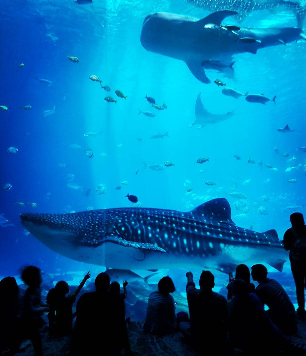 MarriottATLGate's tweet photo. There are many fish in the sea, but only one “you." #GetConnected to the @georgiaaquarium this holiday season.

📸: fausto.brondo https://t.co/Brv5zyNKeq