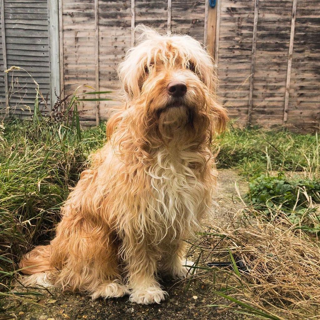 stuartwebster's tweet photo. Spike. #spike #sproodle #friend #dog #pet #love #surfbum #sit https://t.co/4dhHT5j093 https://t.co/LhCU3AiHS1