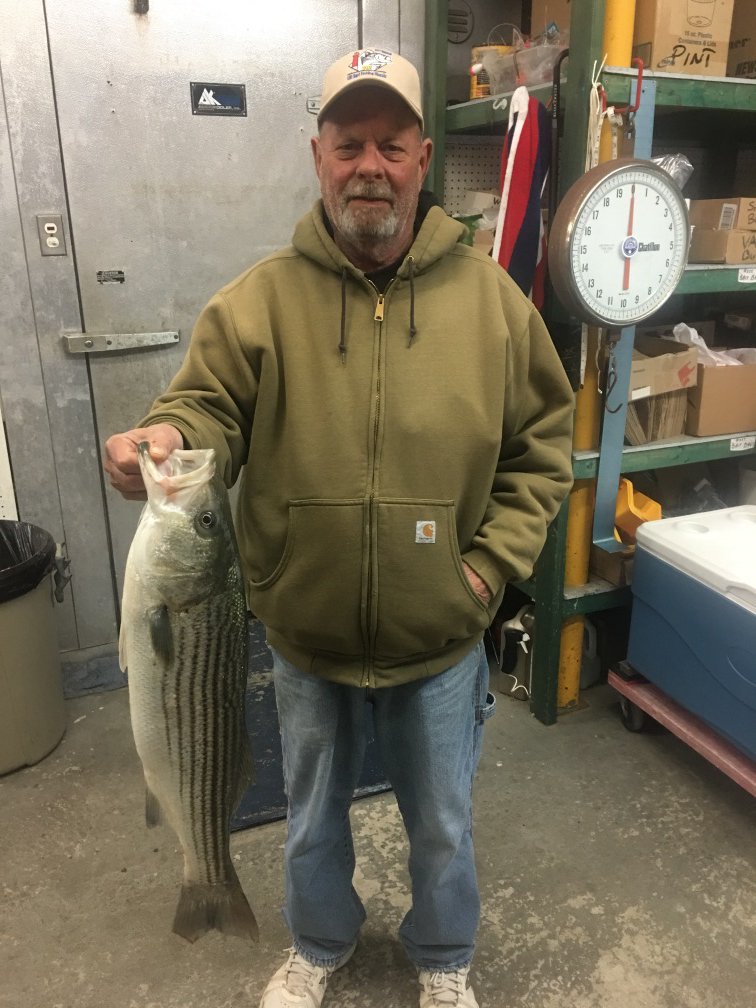 Bill Montrey with an 8+ pound, 29-1/4 inch Derby Bass this morning in #HarveyCedars on #LBI in the snow  #fishing