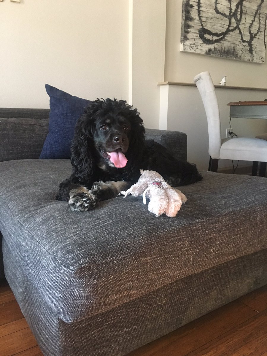 DogWalkerDallas's tweet photo. Relaxing Saturday morning! #relaxingday #dogwalkerdallas #dallasdogwalker #dallasdogsofinstagram #dallas #dallaspup #cockerspanielsofinstagram https://t.co/lI0NbxLzxK