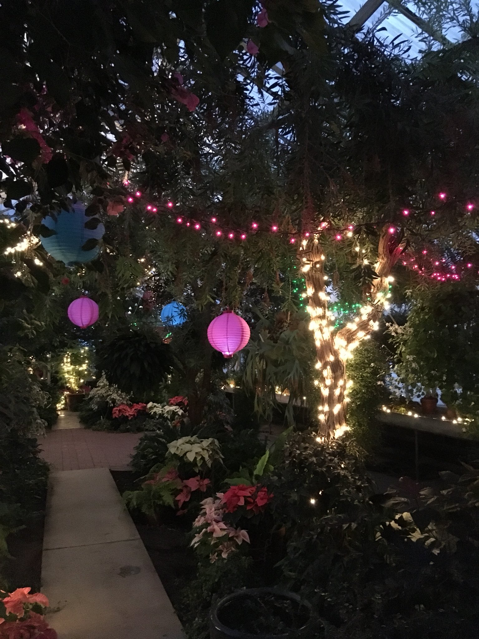 Hidden Lake Gardens MSU on Twitter "Evening of Lights in Conservatory