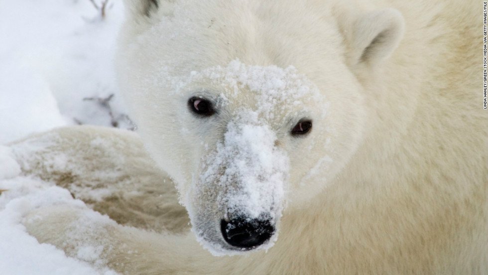 CNNEE's tweet photo. La dramática imagen de un oso polar muriendo de hambre en un Ártico sin nieve

https://t.co/g2B9KdbG5P https://t.co/TN1WPhxFOe