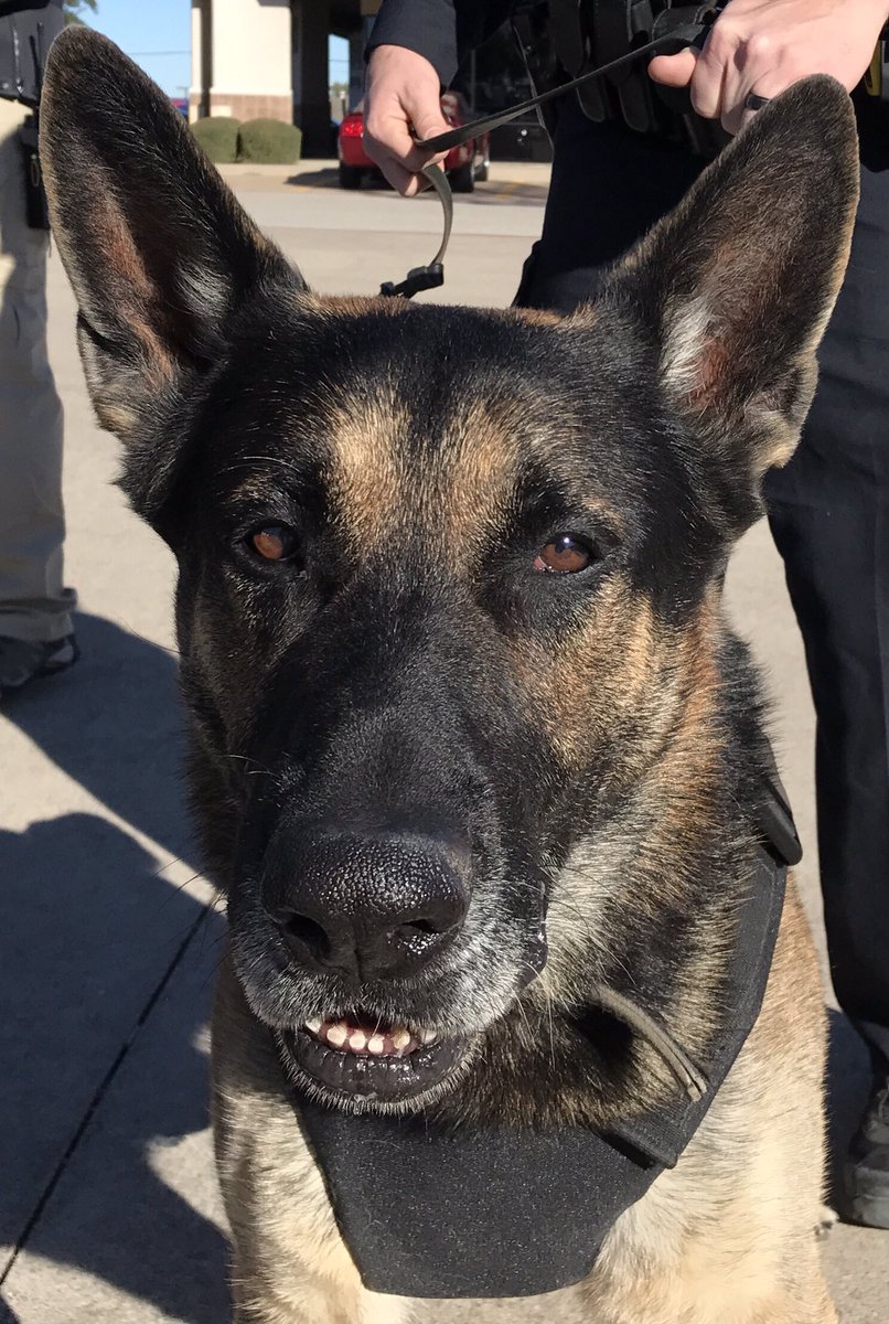 I think Endo had a good time at the K9 event this morning! #happydog <a href="/CarrolltonTXPD/">Carrollton TX Police</a>