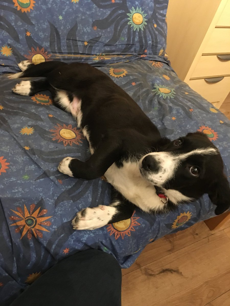 In our first tweet it’s only right that we introduce our newest resident - Oatie! #OatieTheBitza