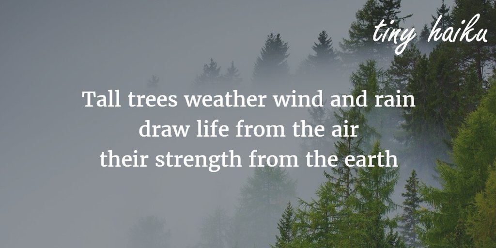 tinyhaiku's tweet photo. Tall trees weather wind and rain
draw life from the air
their strength from the earth

#haiku #micropoetry #poetry https://t.co/48brTpwMjZ