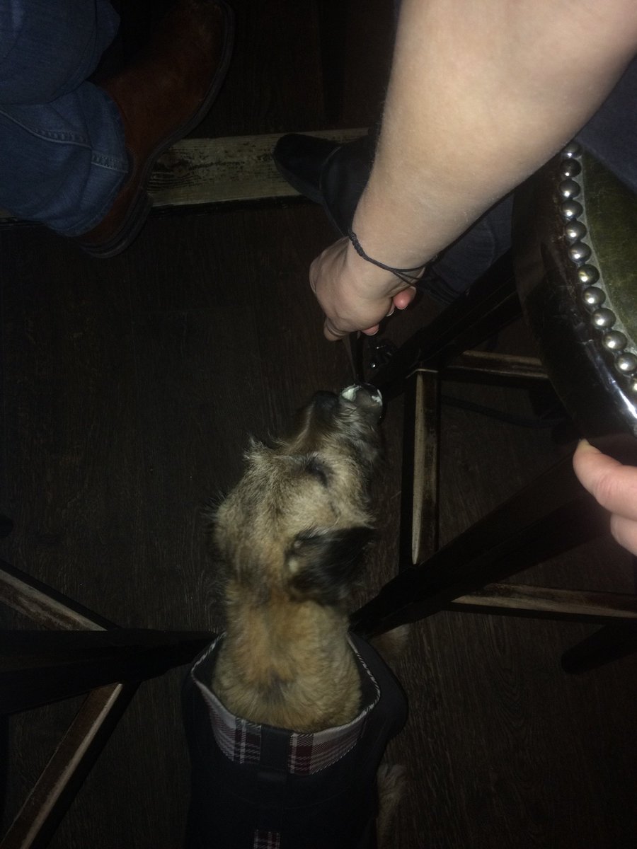 Bridietheborder's tweet photo. Fish pie from my favourite landlady. It's a dogs life. https://t.co/DzEgeu1GvR