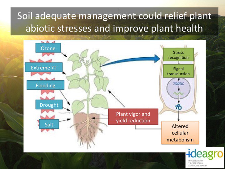 AlexiaStellfeld's tweet photo. El #estrés reduce el #vigor y la cosecha obtenida. Un adecuado manejo del #suelo puede mitigar el #estrés y mejorar la #salud general del #cultivo #ideagroinnova https://t.co/03GCD3VPv8
