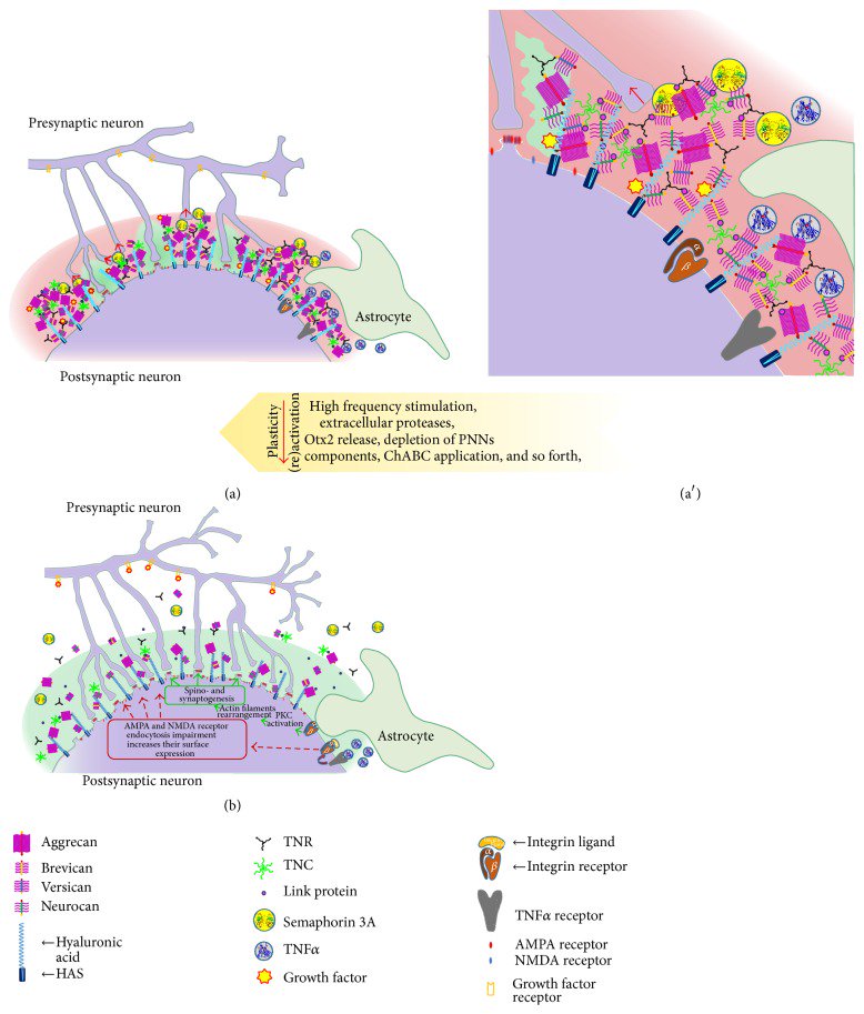 free Genetics, Genomics and Breeding of Poplar