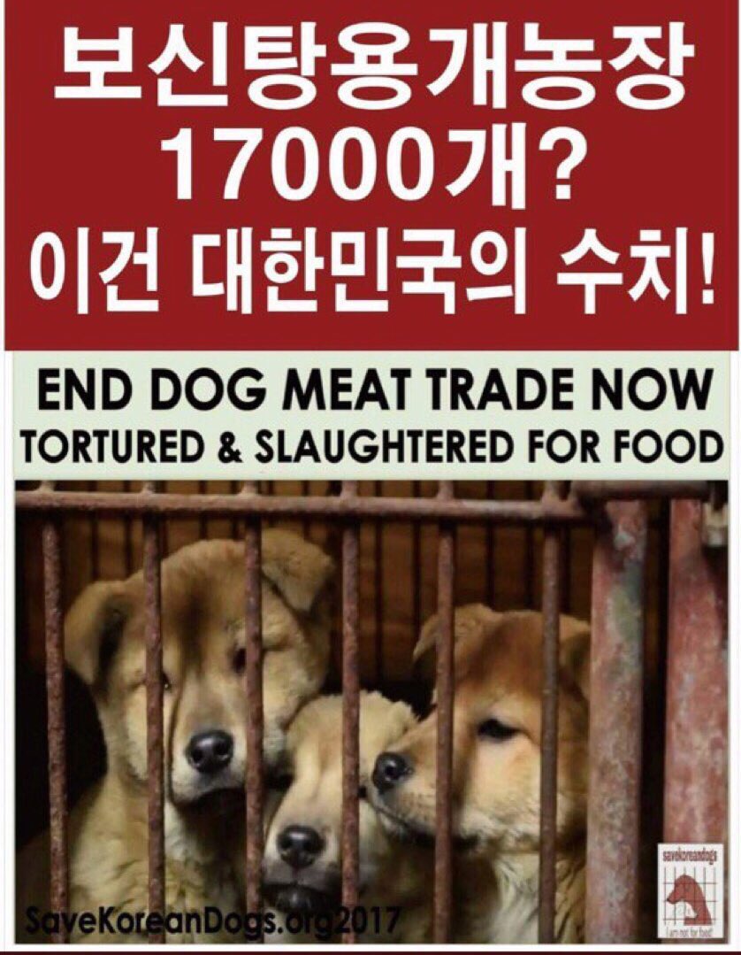 Hopeesperanz's tweet photo. ‼️IMPORTANT #SouthKorea Is the world’s 14th largest economy, yet an estimated 2,5 millions of dogs and thousands of cats are slaughtered each year in that country. #DogsAreNotFood #DogsHelpUs 
Sign qnd share 📝⬇️
https://t.co/0yzo4JEBGo 
Visit⬇️ 
https://t.co/rT1EsWtHxe https://t.co/MHg3ch3Uwq