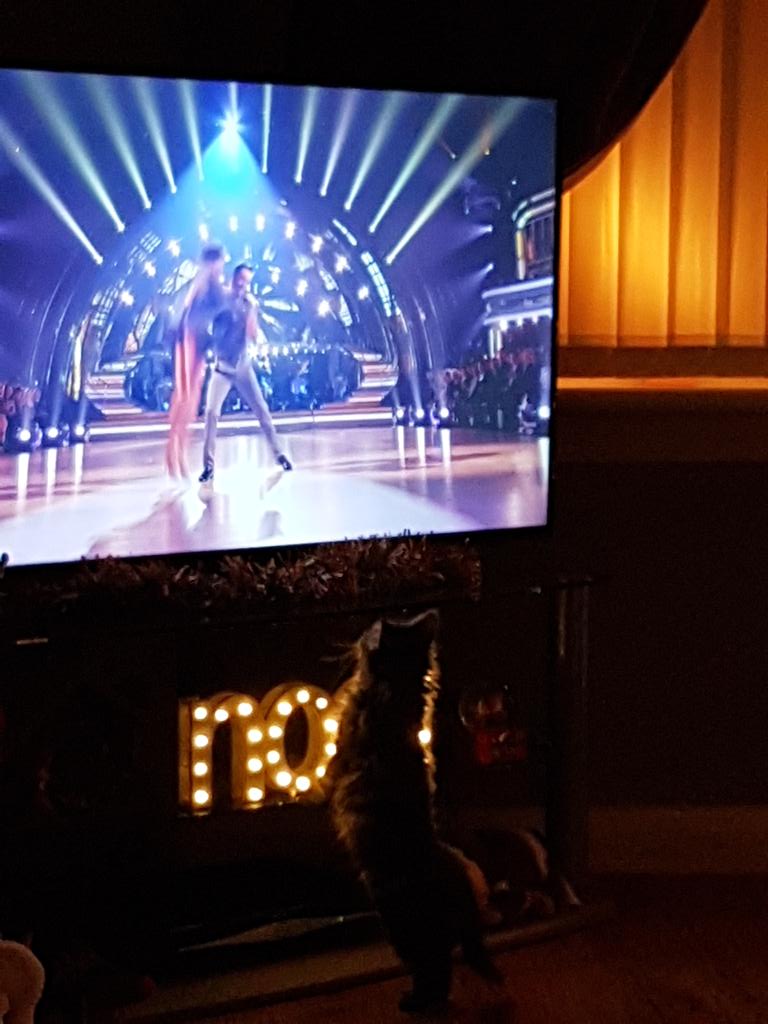 denstar80's tweet photo. Wee Grace watching @bbcstrictly think she loves @mrjoemcfadden #dancingkitten https://t.co/RvSFwBbez1