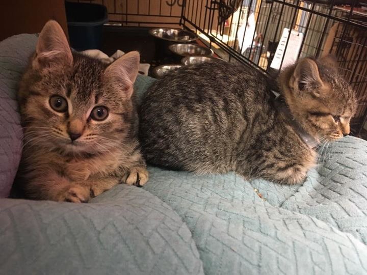 CTCatConnection's tweet image. The kittens are getting ready for their first snow...ever! They're getting cozy and keeping their eyes on the windows! #CatsofTwitter #kittens #snowday