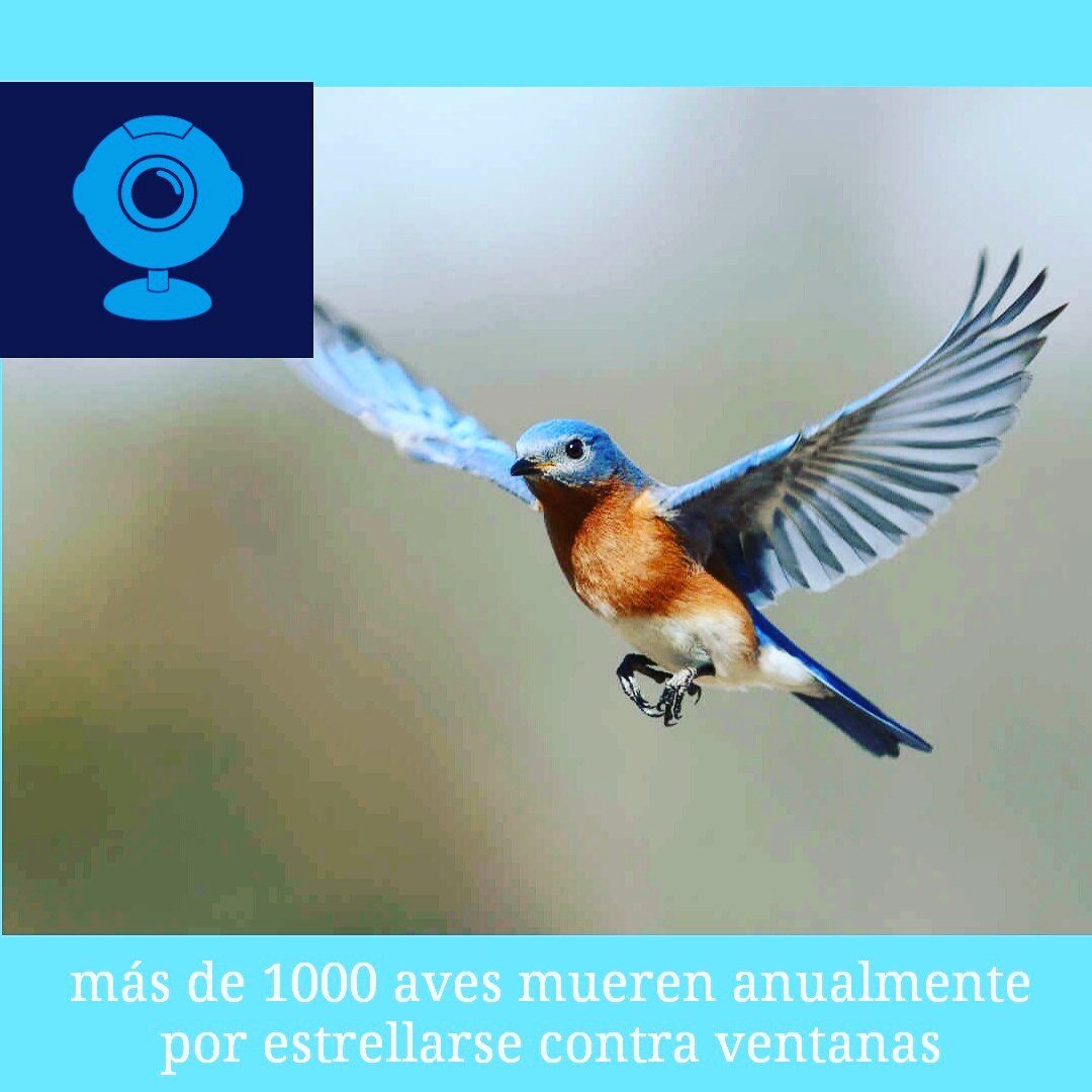 Asi que si tienes una ave cuídala!...un triste dato, Pero muy curioso y desconocido ehh....RT
Cuentame: ¿has tenido aves de mascota?
.
#sercuriosotv #curiosos #curioso #curiosidades #aves #naturaleza #bio #datocurioso #felizsabado #sabadodeganarseguidores #diciembre #followback