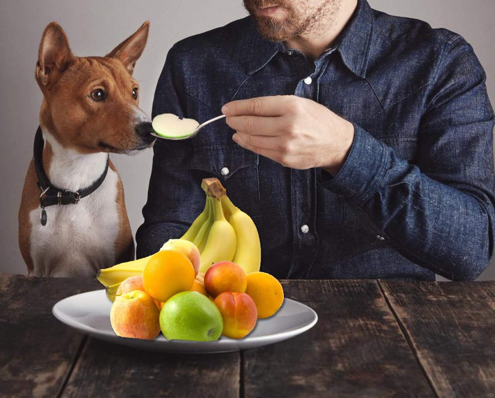 Puedo darle fruta a mi perro? son #ricas en #vitaminas y #antioxidantes naturales, el perro no debe consumir grandes cantidades, pero en cantidades moderadas le proporcionara beneficios #complemento a su #alimentación.  En <a href="/Residogcan/">Residog</a>   
 #asesoramiento #alimentación de #mascota