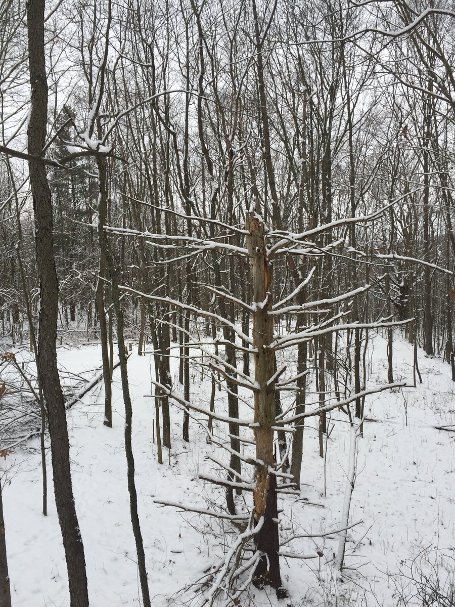 Awesome night in the tree, Cold and a couple fresh inches of snow. They should be on the feed tonight. Good Luck Everyone