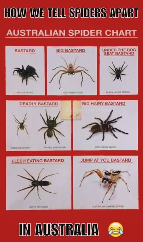 HillPest's tweet image. #spider #spiderchart #genus #species #straya #aussie