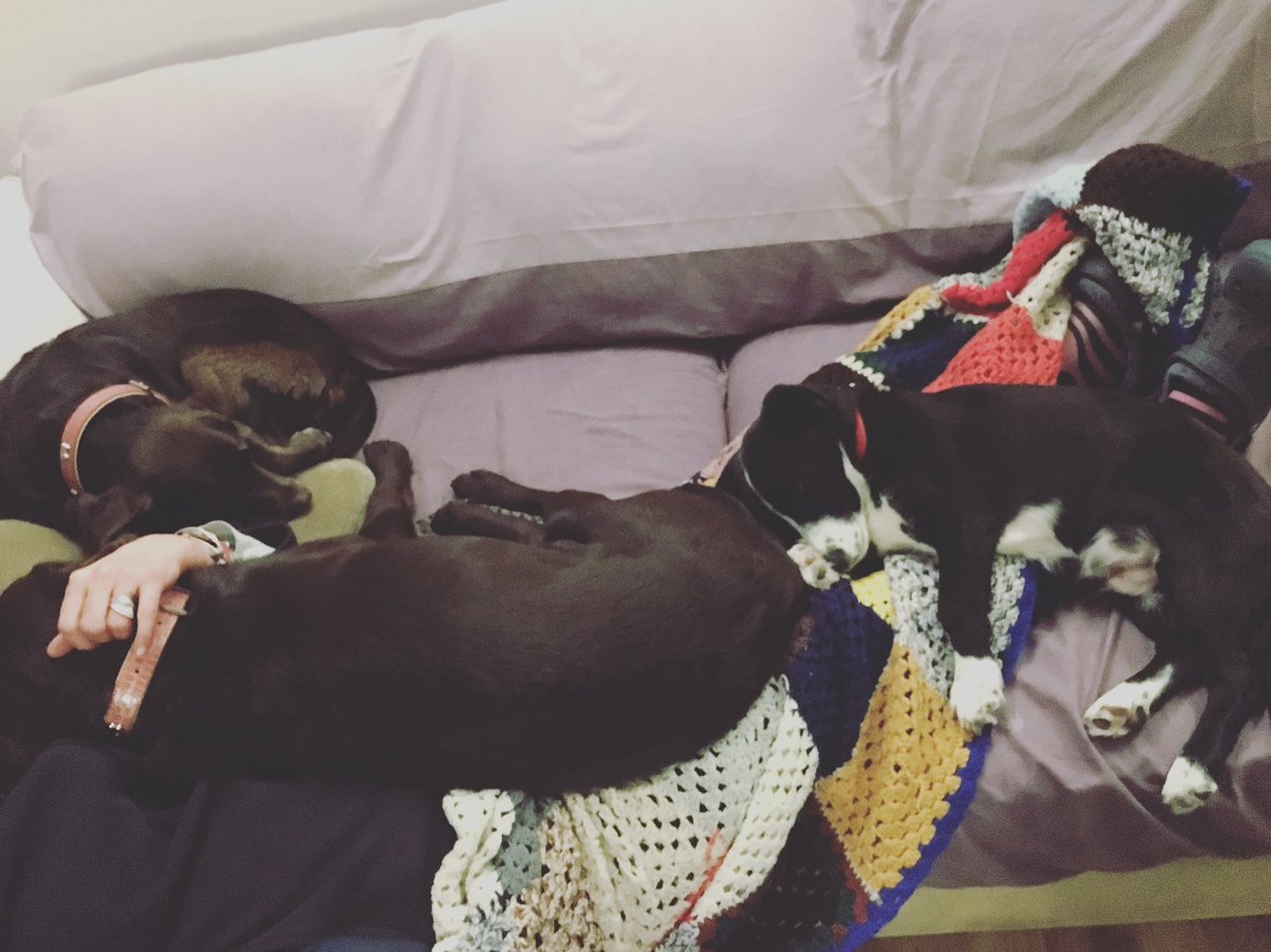 Last picture of gorgeous Oatie for today - little sleepy snapshot of him &amp; his big sisters as a sneak preview of future furry features! We will introduce the gorgeous Belle tomorrow... have a guess what animal she is! #OatieTheBitza #BeautifulBouncyBelle