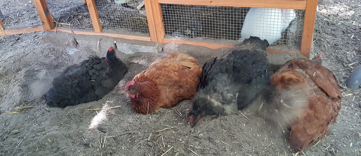 aksana_66's tweet photo. @Prisaurus @Imperialising peak summer fagging dirt bath time (lavender &amp; rosemary scented) miss yooz <3 https://t.co/PkZ9ORYE4w