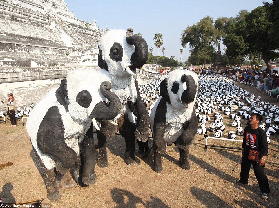 willtravers's tweet image. #elephantstay #Thailand. #chaining, #painting, #elephantrides, #ankus &amp;amp; this!! Shocked! Say no! @BornFreeFDN