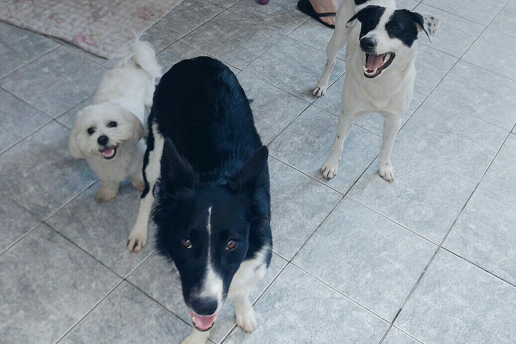 RobertoAOrtega1's tweet photo. #DogsNight
Digam Xissss https://t.co/dCiiavh2jA