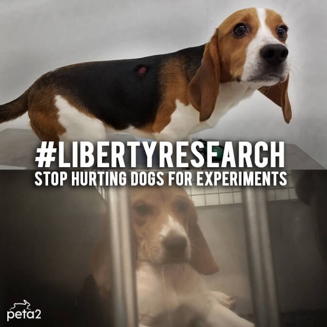rachelharder10's tweet photo. #LibertyResearch stop hurting dogs period! No one should be hurt and tortured for an experiment😡😡 https://t.co/8SmcrXRANX