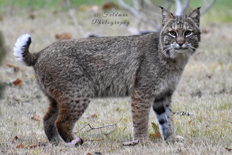 News Center Maine On Twitter Bobcat Spotted In Glenburn Along Pushaw Road Stacey Feldmus