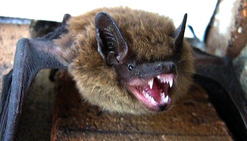 7cHRe's tweet photo. @H1ybI Yes! LOOK AT THIS DOGGO! SO CUTE 13/10 WOULD PET. https://t.co/hKK87IPwgL