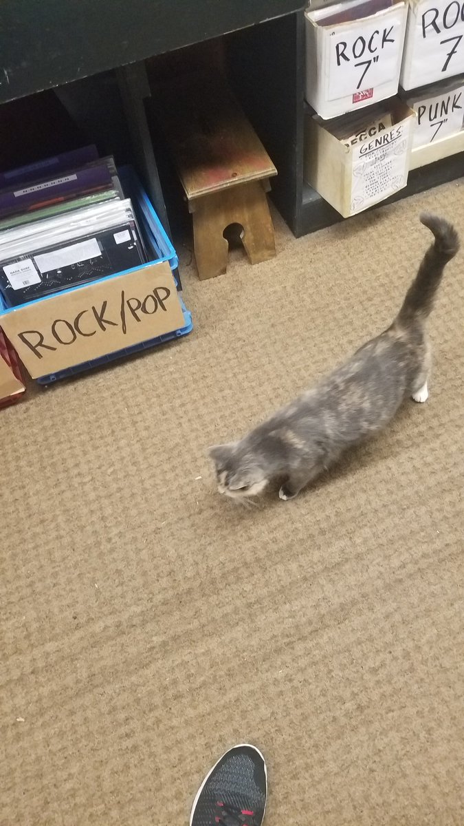 Azraelshadowban's tweet photo. My favorite part of the downtown area of my college is this cat that lives in the record store. 

#thiscatprobablyhasbettertasteinmusicthanido https://t.co/AqPoRwjOHn