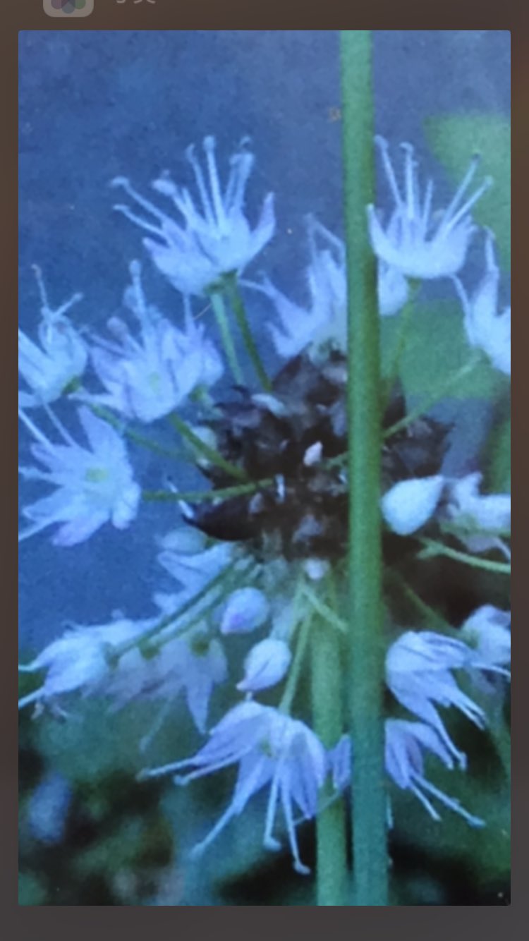 アゼリアさん 彼岸花科ネギ属 小ネギの名が万能ネギ ワケギ アサツキ ヒトモジとか何が何やら ノビル 左 とニラも小ネギ ニラとスイセンで誤食死亡事故 面倒な彼岸花科 ノビルとニラの繁殖法も仰天の違い 夏 白い花 種無し の根元にムカゴの塊 アゼリアさん 彼岸花科ネギ属 小ネギの名が万能ネギ ワケギ アサツキ ヒトモジとか何が何やら ノビル 左 とニラも小ネギ ニラとスイセンで誤食死亡事故 面倒な彼岸花科 ノビルとニラの繁殖法も仰天の違い 夏 白い花 種無し の根元にムカゴの塊