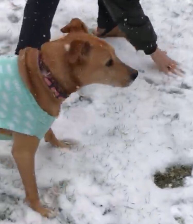 BellaBee1127's tweet photo. Best Day Ever ♥️~ First snowy day of the Season ❄️☃️❄️ https://t.co/pk7SLlbZhV