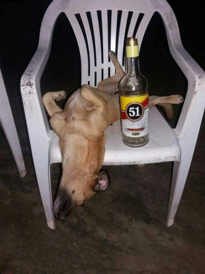 Estou doando meu cachorro.  
Enquanto ele estava só comendo meu chinelo, cagando dentro de casa e mijando nos pneus do carro tava tudo bem.  Mas agora ele  está indo longe demais! 
😂😂😂
#BetaQuerLabSabadou 🍺🍻