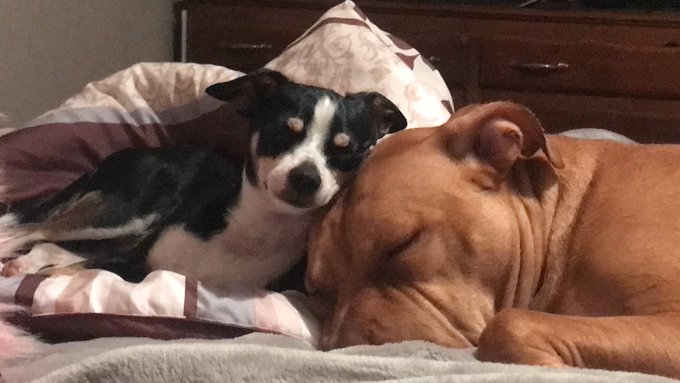 Look at my puppers 🐶😭💕 https://t.co/HHNeljxYw1<a href="/tag/blackfriday2017"class="tags"><span>#blackfriday2017</span></a>