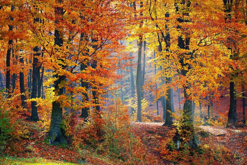 TheSecretLawofA's tweet photo. #lawofattraction, "You've trained yourself to face reality. You've trained yourself to tell the truth. You've..https://t.co/JB38WF2hNs https://t.co/9v7jOJ3yHE