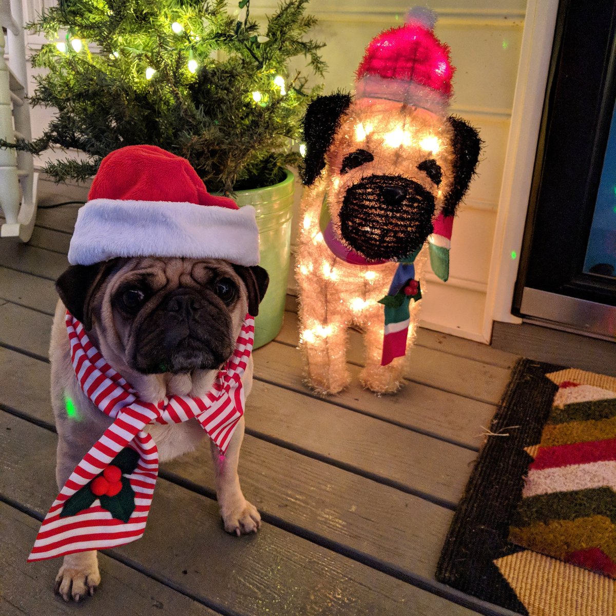 thegrumblypug tweet picture