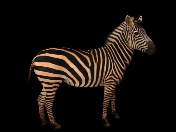 Ecogranjero's tweet photo. La cebra, a punto de estar amenazada de extinsion
Su población ha caído un 24 por ciento en los últimos 14 años. https://t.co/8YgAKZ7qYd