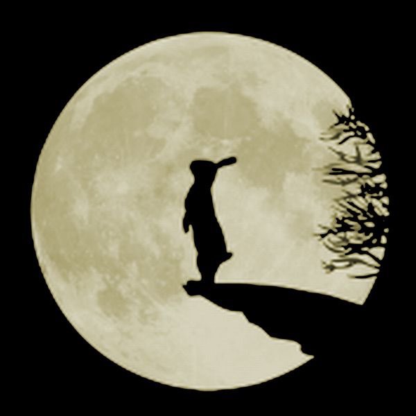 bua_pp's tweet photo. เหมือนเห็นเงากระต่ายบนดวงจันทร์ 🌕🐰 https://t.co/ywRplB0qWR