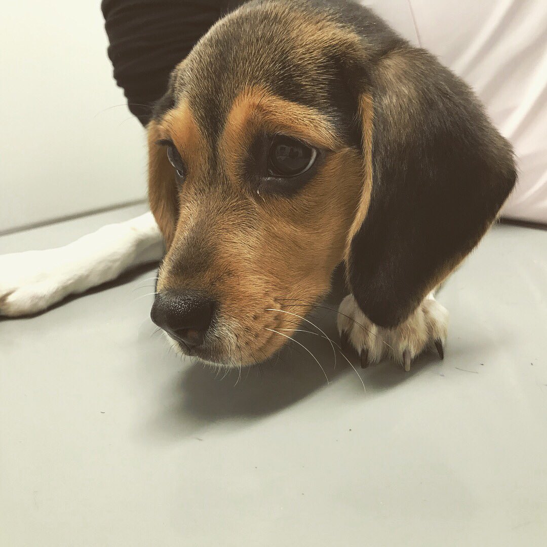 DaigorowErio's tweet photo. 3ヵ月ワクチン終了♪
やっとお外で遊べる🐶🐾
最近ハウスの使い方間違ってるよ(;´д｀)
#犬 #子犬 #ビーグル #ワクチン #爪切り怖い #ハウス破壊 https://t.co/mjC1LANSbp