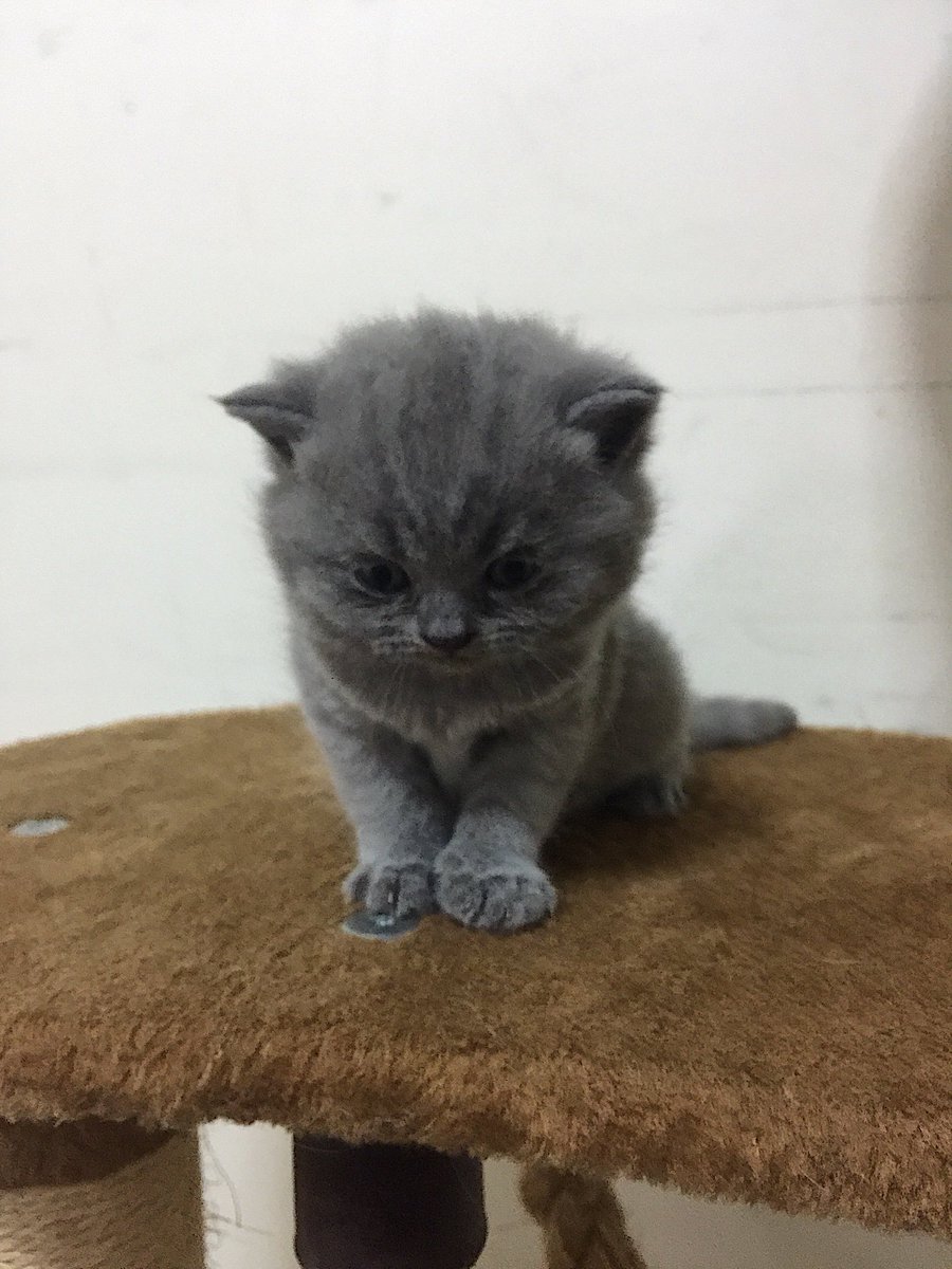 𝚃𝚢𝚊𝚗𝚐 𝙰𝚋𝚢 On Twitter My British Shorthair And