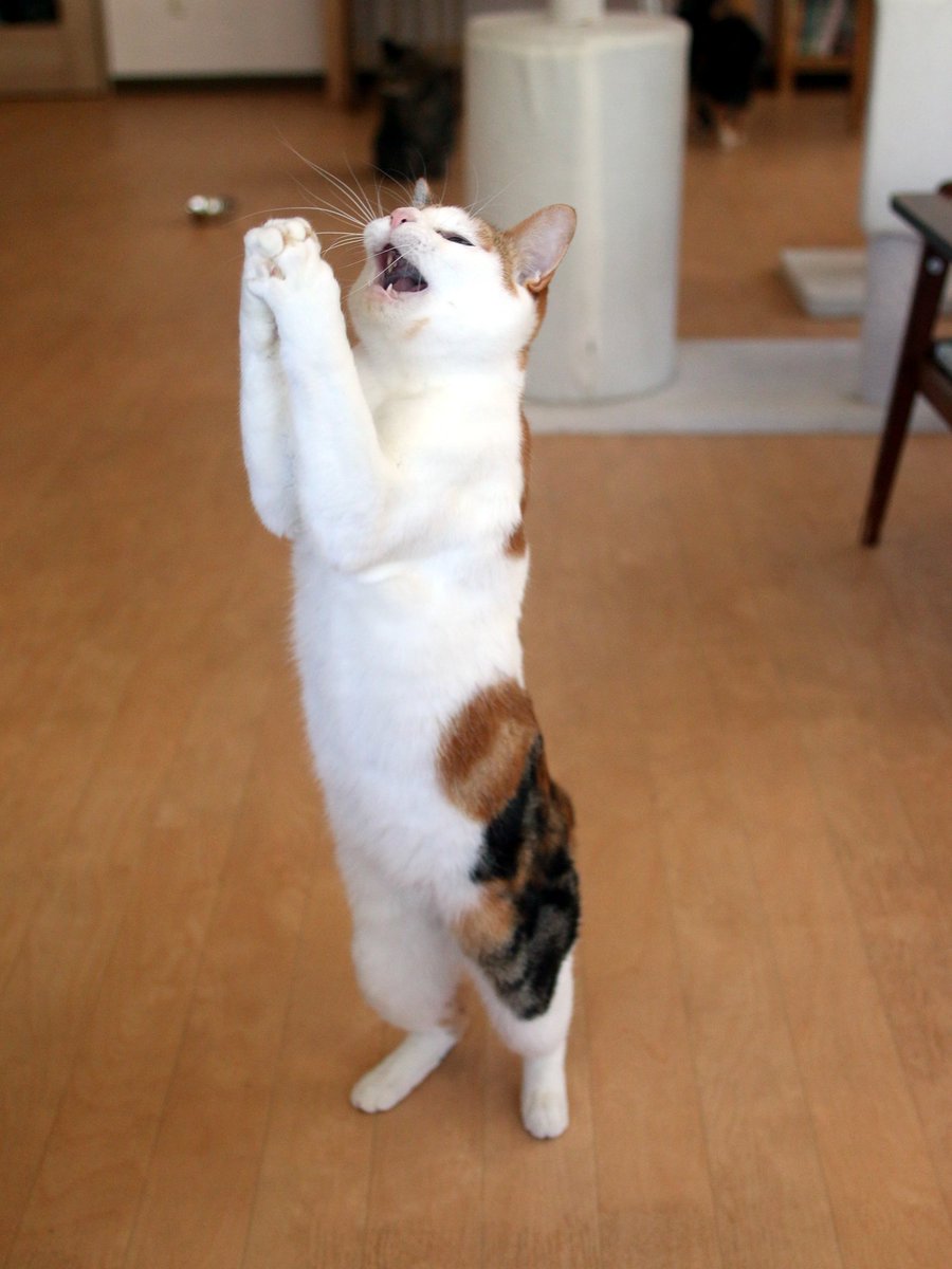 猫式 溝の口の保護猫カフェ בטוויטר 一生のお願い 猫式 ハイム おねだりポーズ