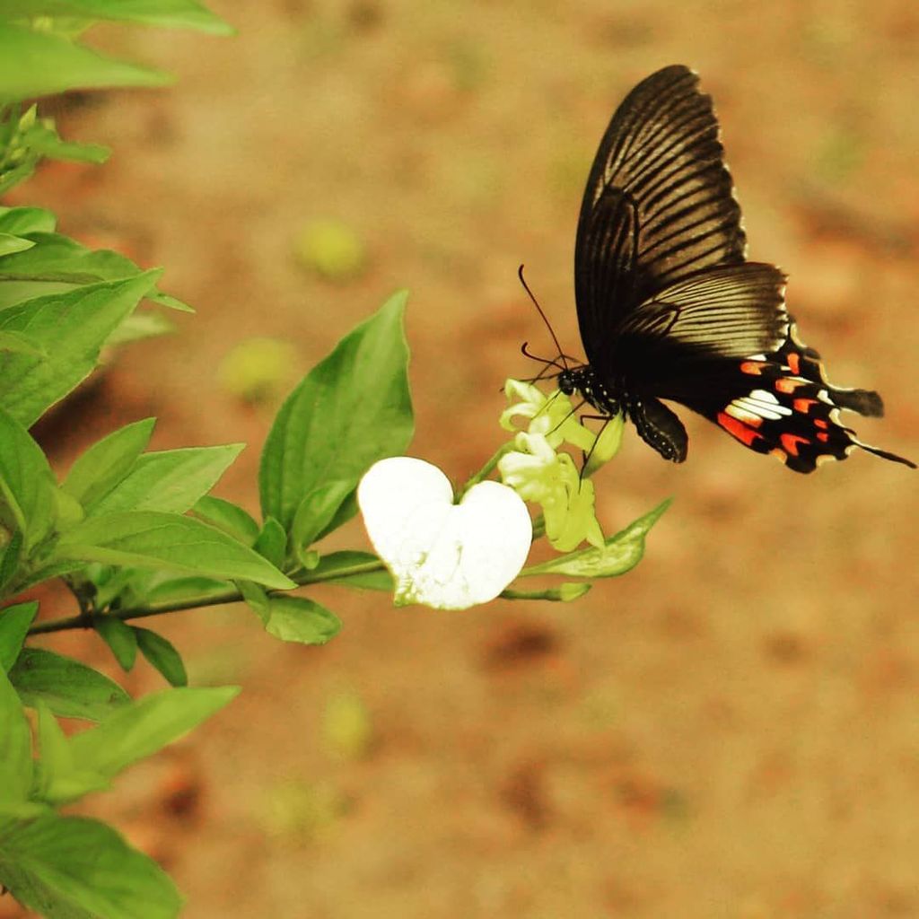 techwikivlog's tweet image. Love nature... &amp;lt;3 ift.tt/2kfl0mE