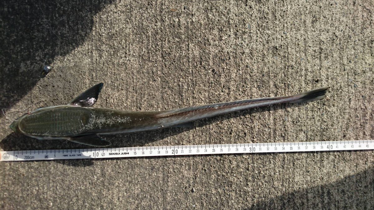 魚本来の重さ Owof Wataridori10 Twitter 魚本来の重さ Owof Wataridori10 Twitter