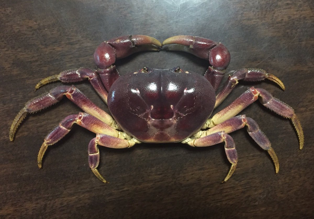 蟹　剥製　標本　オオエンコウガニ　雄 蟹 剥製 標本 オオエンコウガニ 雄