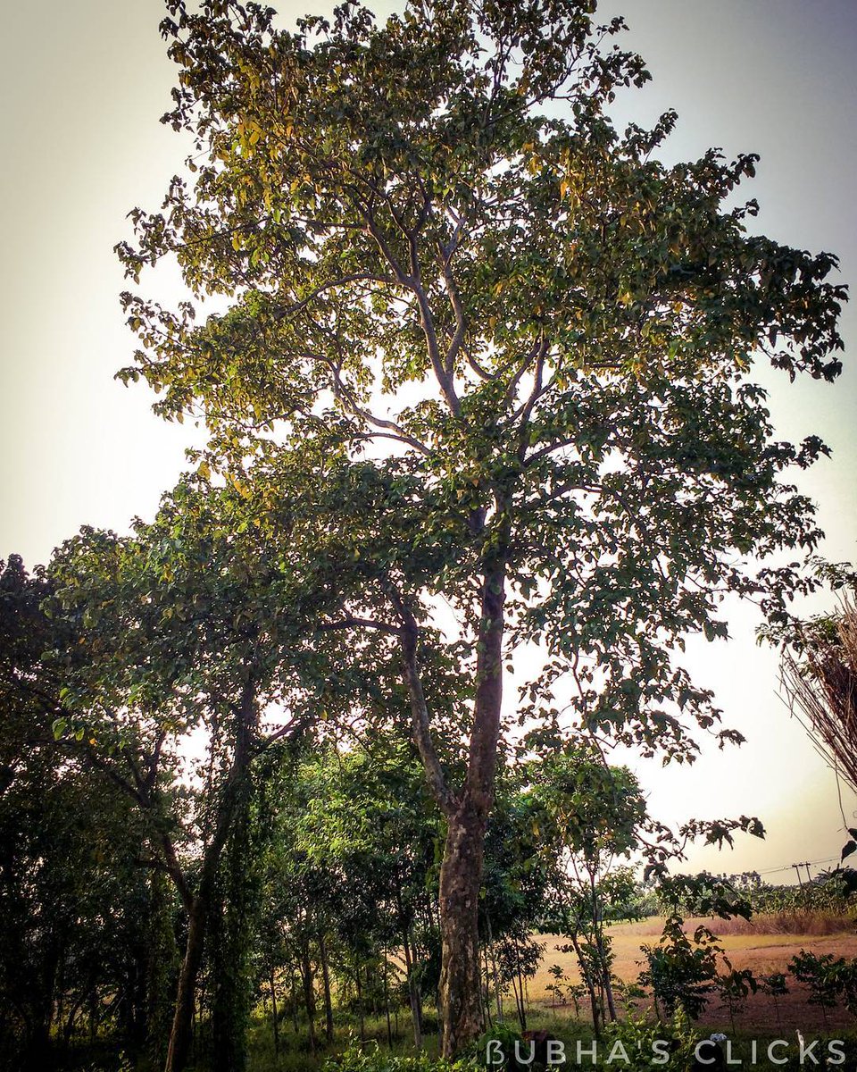 freshersdeals's tweet image. &amp;gt;&amp;gt;&amp;gt;&amp;gt; bit.ly/fresherweek The clearest way into the Universe is through a forest wilderness...🌌♉🌳 #clearest #way #savethegreen #forests #glamour #green_friendship👣🙂 . . . . . . . #my_pixel_diary #affection #snapshot #freshers #hdr #vintage #the_... web.stagram.com/p/Bcgxacnh--V?…