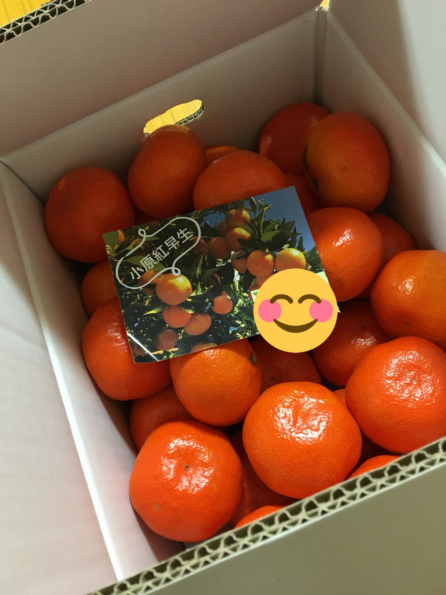 小原紅早生 小原紅早生
