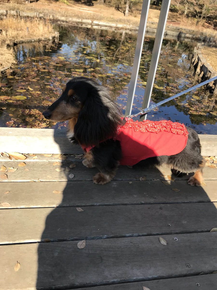 melon7797's tweet photo. めろんと昭和記念公園行ってきた😆
疲れ気味のめろんさん https://t.co/JKc7bi1hKa