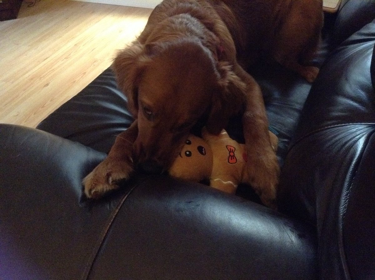Oregon9095's tweet photo. Mr. Gingerbread Man has met his match!! #BundleUpPup https://t.co/s0tknxhleI